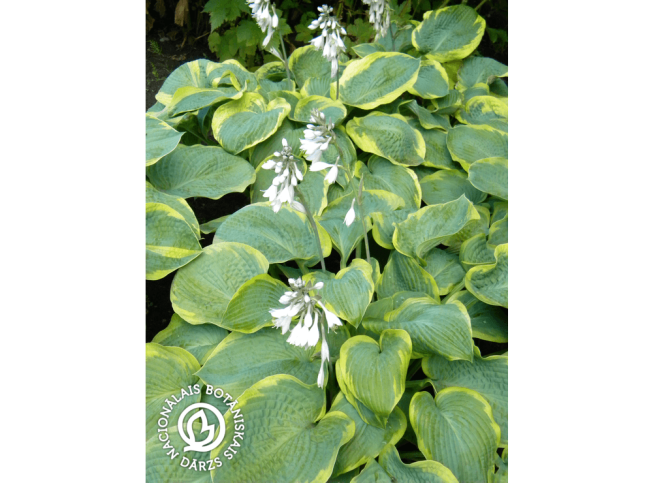 Hosta sieboldiana   'Samurai'
